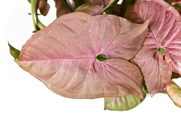 Close up of arrowhead shaped leaf of tropical 'Syngonium Podophyllum Neon Robusta' houseplant with...
