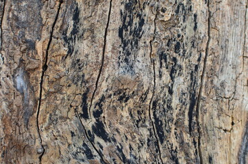 Tree bark