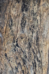 Tree bark