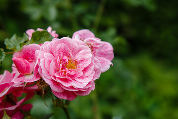 Roses in the garden. Blooming Roses on the Bush. Growing roses in the garden.