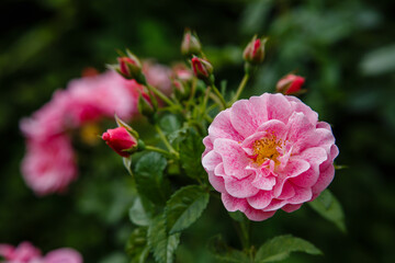 Roses in the garden. Blooming Roses on the Bush. Growing roses in the garden.