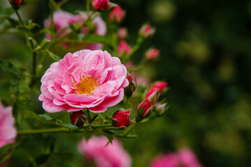 Roses in the garden. Blooming Roses on the Bush. Growing roses in the garden.