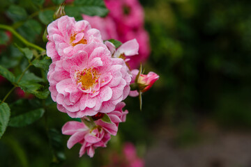 Roses in the garden. Blooming Roses on the Bush. Growing roses in the garden.