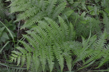 green fern leaves