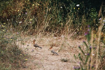 Sunny scenery of Hoopoes in a field © Mael Balland/Wirestock