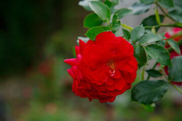 Roses in the garden. Blooming Roses on the Bush. Growing roses in the garden.