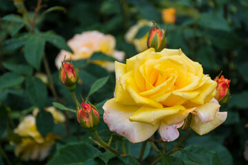 Beautiful yellow rose in a garden with water drops, close up