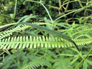 Photo o grasshopper on the fern leaf
