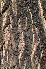 Tree bark