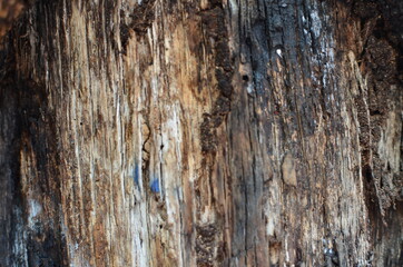 Tree bark