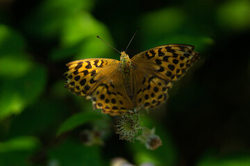Fototapeta na wymiar fritillary butterfly feeding