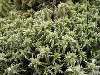 Photo of sphagnum squarrosum plant or spiky bog-moss