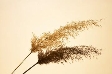 Delicate background for design. Dry spikelet and its shadow on a pastel beige background. Flat lay.