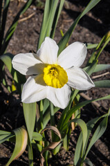 Obraz premium Narcyz