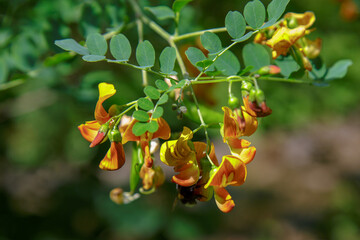 Colutea arborescens in garden. Bright orange flowers and seeds