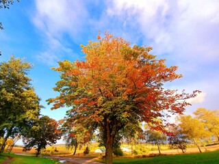 Naklejka premium autumn in the park