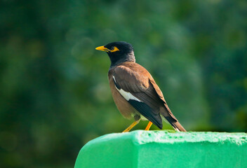 red winged blackbird