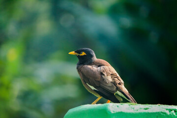 yellow billed hornbill