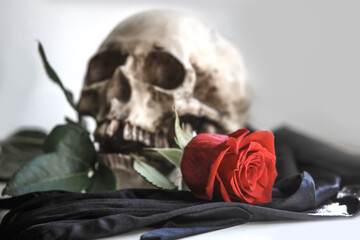 A human skull with a red rose on a gray background. Concept of love and death, Halloween, Santa Muerte-Holy death. Flower in the teeth of a skeleton. Gothic style