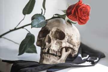 A human skull with a red rose on a gray background. Concept of love and death, Halloween, Santa Muerte-Holy death. Flower in the teeth of a skeleton. Gothic style