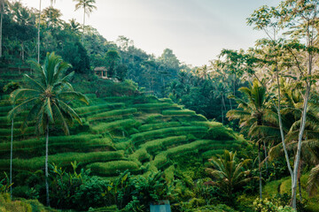 Fototapeta na wymiar Tegallalang Rice Fields in Ubud, Bali
