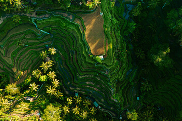Tegallalang Rice Field Drone Shot