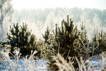 Frosty morning. Branches of trees on a frosty sunny day. Drizzle on tree branches.