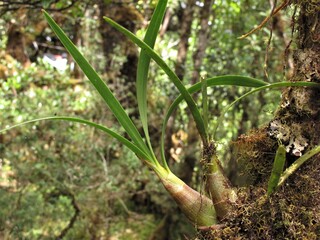 Photograph of an orchid attached to a tree trunk