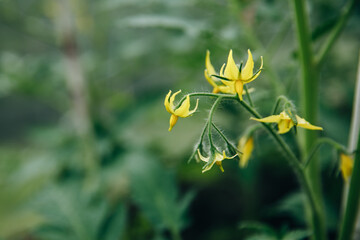 Yellow bouquet of tomato Bush flowers. The background is out of focus. There is free space for text. High quality photo
