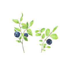 Two branches of blueberry isolated on white background. Watercolor hand drawing illustration of summer food. Bilberry plant with green leaves. Perfect for card, banner, cover, poster.