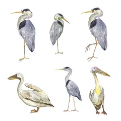 Rolgordijnen Reiger Set van pelikanen en reigers vogel geïsoleerd op een witte achtergrond. Aquarel hand tekenen illustratie van wilde vogels. Grijze reiger en grote witte pelikaan. Illustraties van zes elementen.