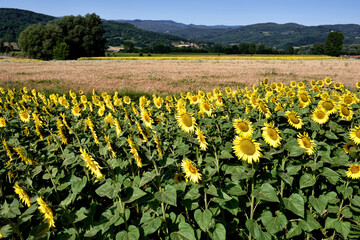 field of sunflowers and blue sky