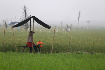 A female farmer tries to block the birds that perch on a rice plant