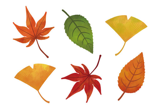 葉っぱ 紅葉 Photos Royalty Free Images Graphics Vectors Videos Adobe Stock 葉っぱ 紅葉 Photos Royalty Free Images Graphics Vectors Videos Adobe Stock