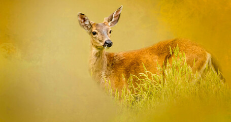 a young buck deer in tall grass