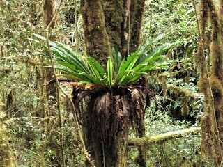 Asplenium antiquum is a fern of the group known as bird's nest ferns.