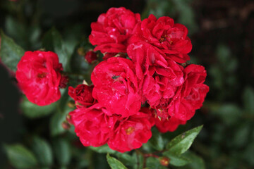 The inflorescence of bright scarlet roses in the botanical garden meets summer