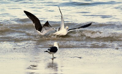 Close up of Seagulls fighting on the beach