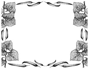 Herbal Plants, Hand Drawn Illustration of Oregano, Sweet Marjoram or Origanum Vulgare with Chili Peppers Frame, Used for Seasoning in Cooking.
