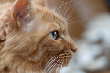 可愛い猫　　茶トラ猫