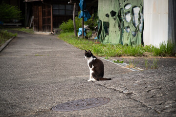 猫がいる風景