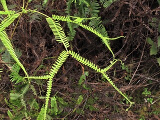 Photo of fern growing in the forest