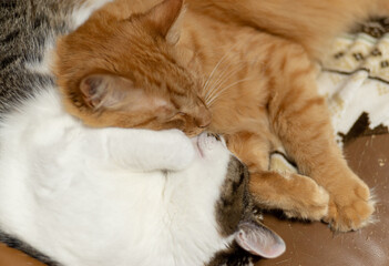 仲良く眠るネコ　　　茶トラ猫とキジトラ猫