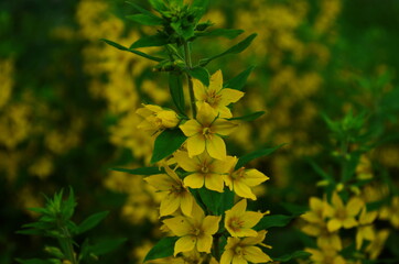 Lysimachia vulgaris. Lysimachia vulgaris. Yellow flowers. Close-up. Flowerbed. Garden. Solar flowers. Horizontal