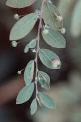 Macro of water droplets in leaf