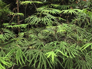 Photo of fern growing in the forest