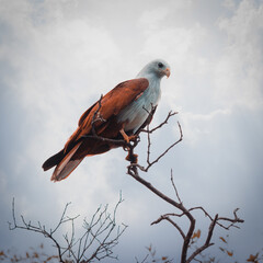 Dramatic Picture of a Brahminy Kite