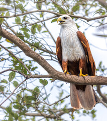 Dramatic Picture of a Brahminy Kite Waiting for it's prey