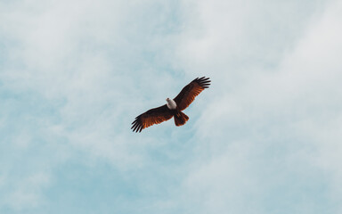 Brahminy Kite soaring high in the sky