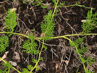 Photo of monkey fern or Lycopodiaceae genus Palhinhaea Franco